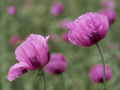 Mohn (2 von 2)
